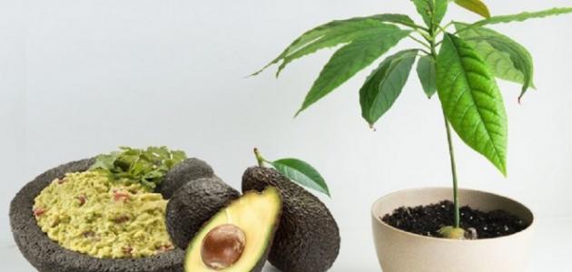 اقتصاديات زراعة الأفوكادو: هل هي استثمار مربح؟
