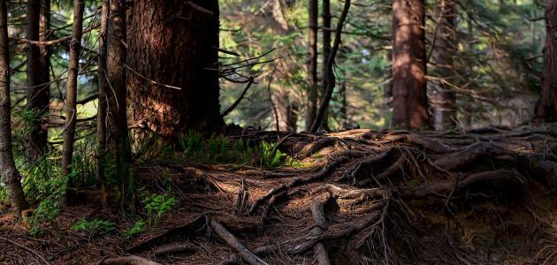 القلنسوة في علم النبات: أسرار النمو الجذري الصحي