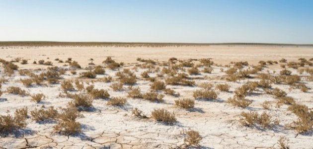 حلول مبتكرة لمواجهة تحديات تملح التربة