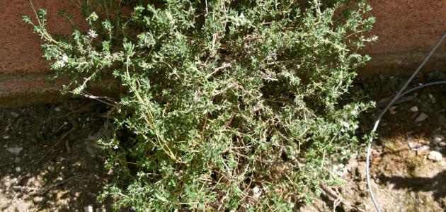 اكتشف أسرار زراعة الزعتر في السعودية