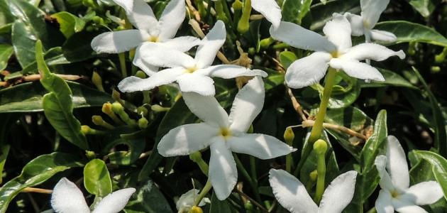 زراعة الياسمين والفل: دليل المبتدئين خطوة بخطوة