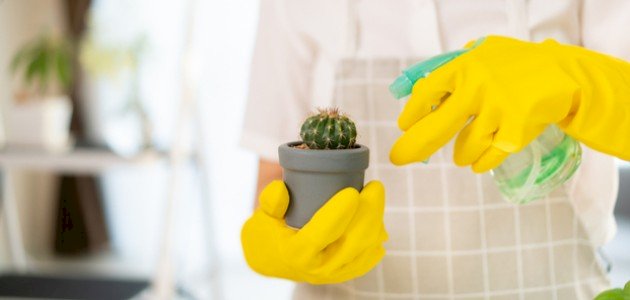 العناية بالصبار: أفضل أنواع السماد