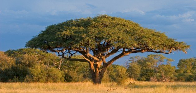 شجرة اللبخ: تعرف على أسرار هذه الشجرة المدهشة