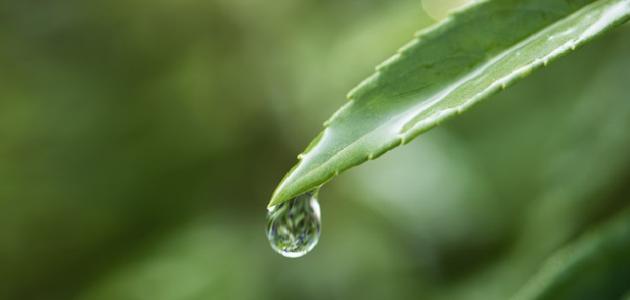 استكشاف خصائص النباتات وتأثيرها على التوازن البيئي