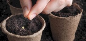 أسرار جنين البذرة: من الإنبات إلى النمو الكامل