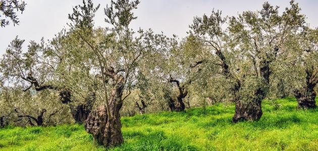 من المزرعة إلى المائدة: رحلة زراعة الزيتون المثمرة