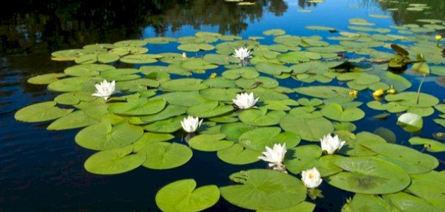 النباتات المائية: حلول مبتكرة للحد من آثار تلوث المياه