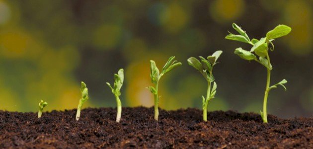 تعزيز إنتاج الفاصولياء بفهم مراحل النمو