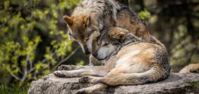 رؤية الذئب في الأحلام: كل ما تحتاج معرفته