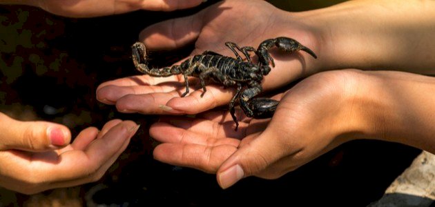 دليل شامل لتفسير لدغة العقرب في المنام للرجل