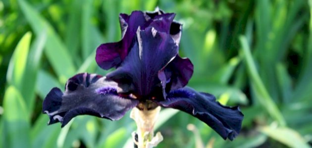 السوسنة السوداء: أسرار زهرة الأردن