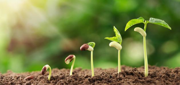 أهمية العناصر الغذائية: كيف تختار الأفضل لنباتاتك؟