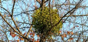 النباتات الطفيلية: عالم النباتات المتطفلة المعقد