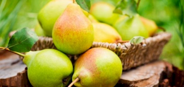 من المزرعة إلى مائدتك: كل ما تود معرفته عن الكمثرى