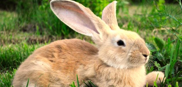 رؤية الأرانب في الأحلام: تفسيرات لكبار المفسرين