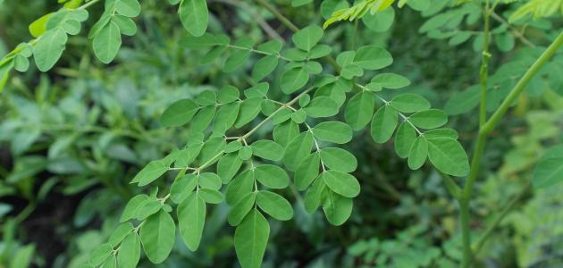 زراعة المورينجا: فوائد صحية وبيئية واقتصادية