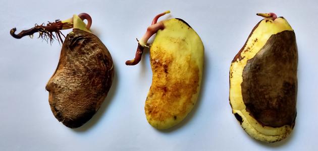 زراعة المانجو في المنزل: دليل تفصيلي بالصور