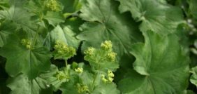 عشبة عباءة السيدة: هل هي الحل الأمثل لمشاكل الجهاز الهضمي والبشرة؟