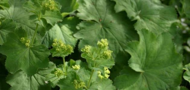 عشبة عباءة السيدة: هل هي الحل الأمثل لمشاكل الجهاز الهضمي والبشرة؟