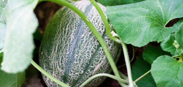 زراعة الشمام: دليل لتجنب الآفات والأمراض