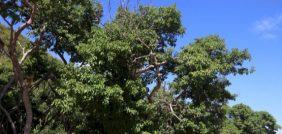 شجرة المنشينيل: حماية السواحل بسم قاتل