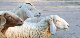 أحلامك تكشف مستقبلك: تفسير الأحلام برؤية الميت يعطي ذبيحة