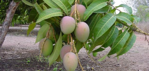 أفضل طرق زراعة المانجو في المنزل: دليل تفصيلي