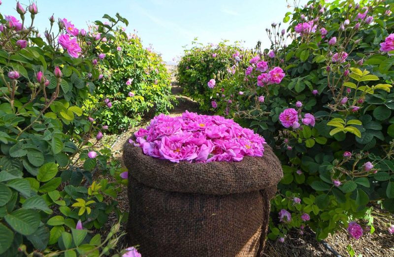 أهمية زراعة الورد في السعودية للاقتصاد المحلي والتنمية المستدامة