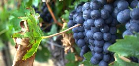 من البذور إلى الثمار: رحلة زراعة العنب في منزلك