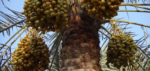 التمور: غذاء متكامل.. تعرف على أنواعها وقيمتها الغذائية وفوائدها الصحية
