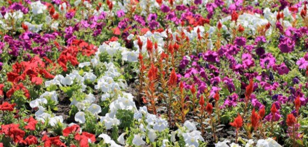 دليلك لاختيار أفضل النباتات الحولية والمعمرة لحديقتك