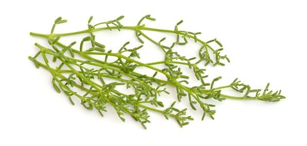 نبات الهرم: مورد طبيعي للحياة في الصحراء