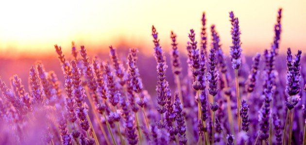 الياسمين والصبار: قوة نباتات الطاقة الإيجابية في كل زاوية