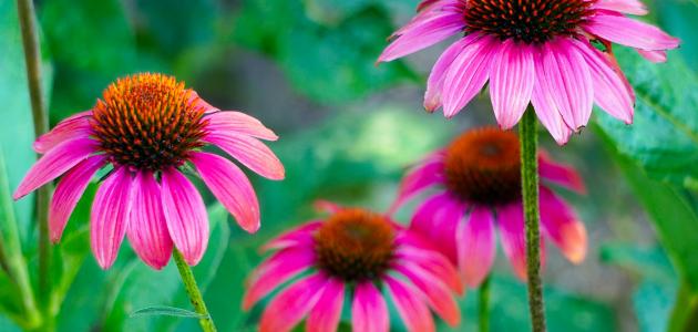 نبات القنفذية: من أمريكا الشمالية إلى روتينك الصحي