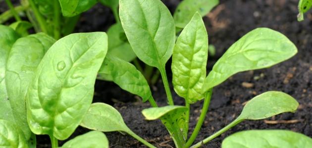 زراعة السبانخ: من الألف إلى الياء