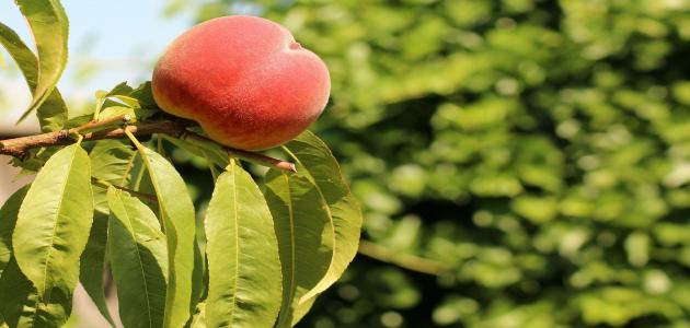 تعرف على دورة حياة شجرة الخوخ وأهم فوائدها الصحية