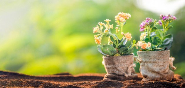 التقنيات الحديثة في نمو النبات: نحو زراعة أكثر كفاءة