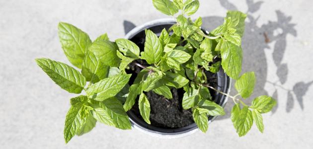 زراعة النعناع: نصائح لتحقيق أفضل النتائج في السعودية