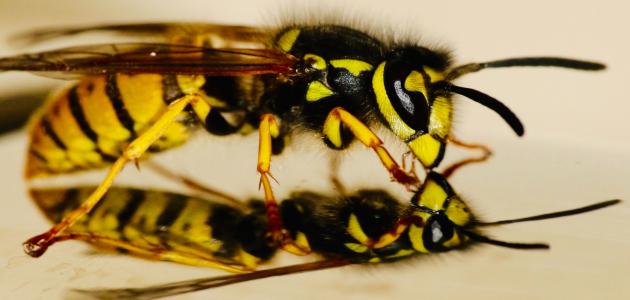 اعرف دلالات حلمك: تفسير الأحلام لرؤية الدبور