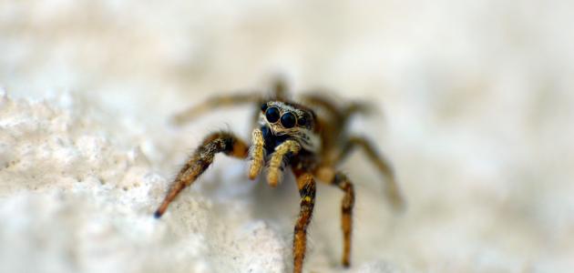 دليل شامل لتفسير الأحلام: ماذا تعني رؤية العنكبوت؟