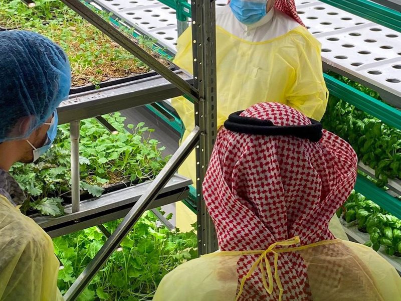 الزراعة العمودية في السعودية: نحو تحقيق الاكتفاء الذاتي الغذائي