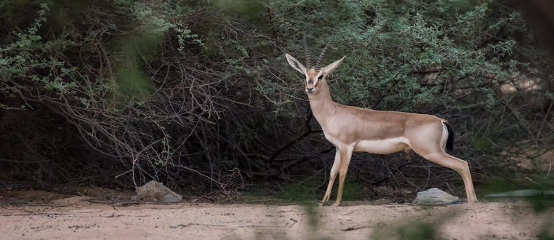 اكتشف المحميات الطبيعية في السعودية : وجهات سياحية بيئية فريدة