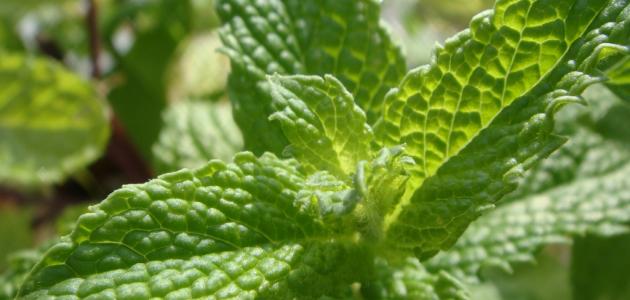 زراعة النعناع: دليل العناية والتكاثر