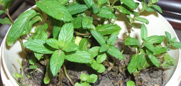 أفضل الطرق لزراعة النعناع في المنزل: دليل شامل