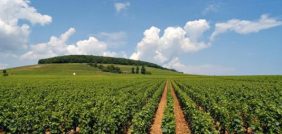 أفضل الطرق لزراعة الجرجير في الأوعية