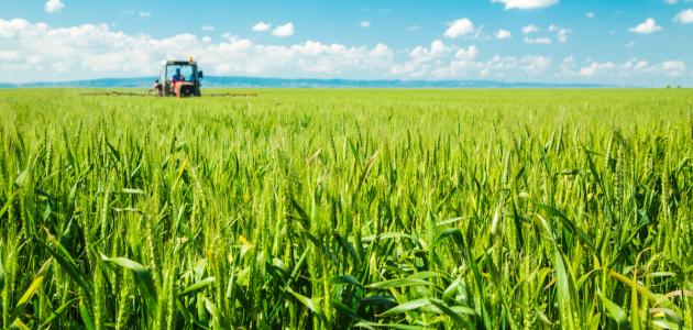 زراعة القمح المستدامة: حافظ على البيئة وزد إنتاجك