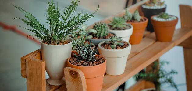 النباتات المنزلية وأثرها الإيجابي على الصحة النفسية