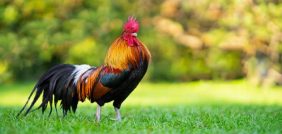 تفسير الأحلام: لماذا يظهر الديك في منامك؟