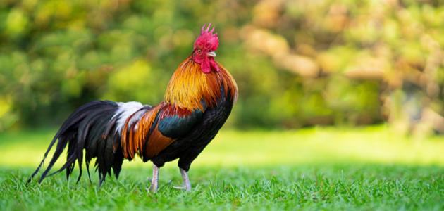 تفسير الأحلام: لماذا يظهر الديك في منامك؟