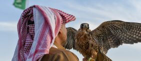 نادي الصقور السعودي: فعاليات ومسابقات لعشاق الصقور